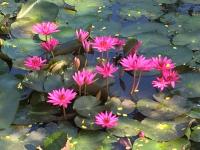 Planting lotus in pond for treatment wastewater